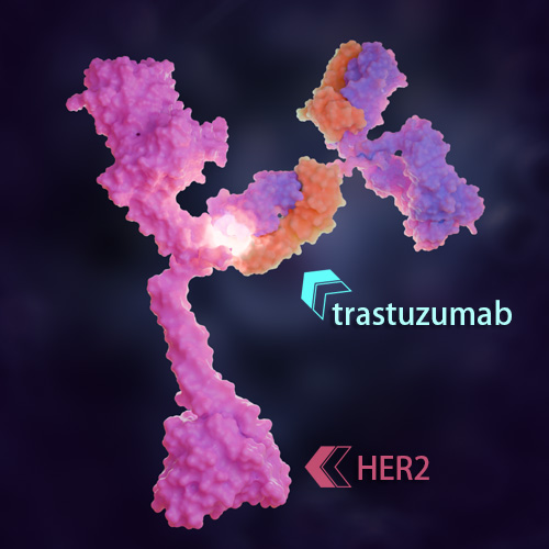 Trastuzumab 化学结构 CAS号：180288-69-1