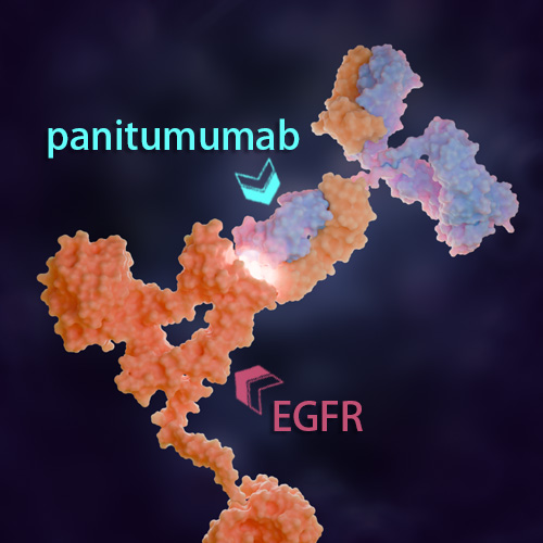 Panitumumab 化学结构 CAS号：339177-26-3