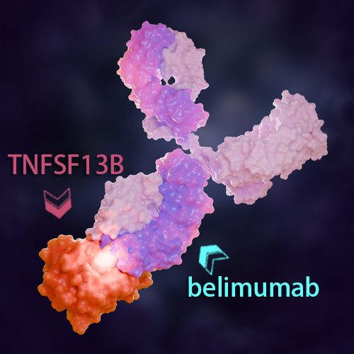 Belimumab 化学结构 CAS号：356547-88-1