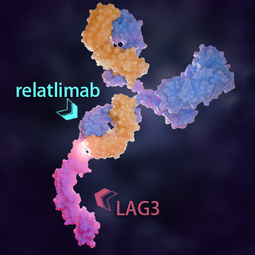 Relatlimab 化学结构 CAS号：1673516-98-7