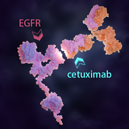 Cetuximab 化学结构 CAS号：205923-56-4