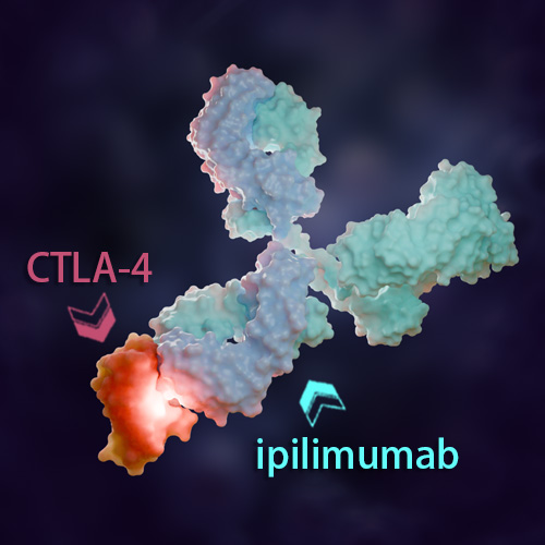 Ipilimumab 化学结构 CAS号：477202-00-9